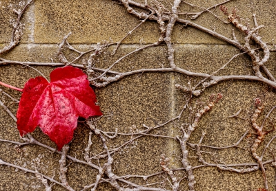 Single Autumn Leaf